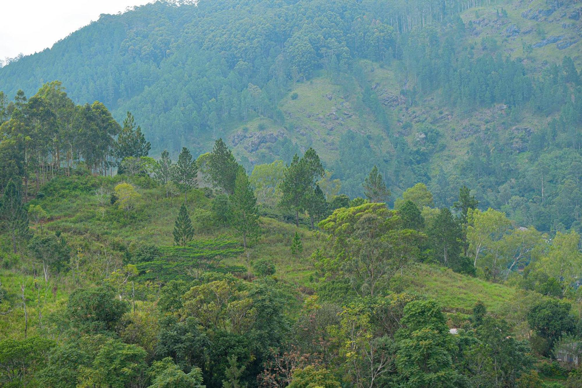 Отель Tea Hills Элла Экстерьер фото